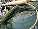 2007-05-10 001.JPG